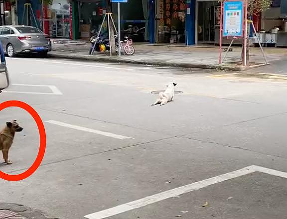 狗子拖着后肢过马路，路人以为是残疾心疼落泪，可下一秒…哈哈！ - 7