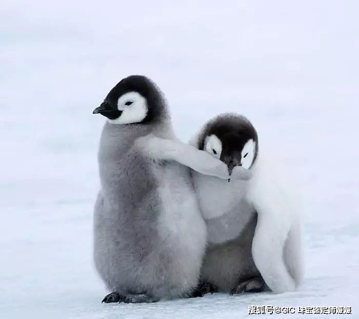 憨态可掬的企鹅用翡翠来塑造，栩栩如生的质感，可爱之余萌翻了！ - 1