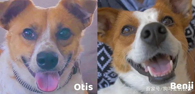两只受虐的狗狗被不同家庭收养，两个月后……竟奇迹相遇！ - 16