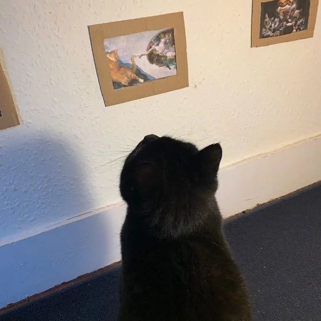 在家太无聊，女儿给猫做了一个画廊，猫还挺喜欢，太有成就感了哈哈哈！ - 3