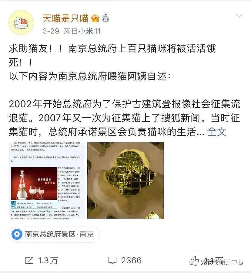 南京总统府曾征集流浪猫捕鼠，说它们是“镇府之宝”，如今却不管猫咪死活了？ - 1