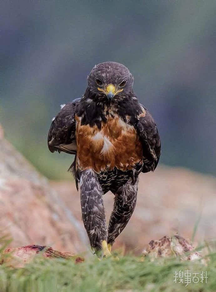 鹰科猛禽走路的姿势。
