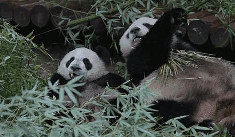 在美国遭受“虐待”的两只中国大熊猫，终于要接你们回家了… - 1
