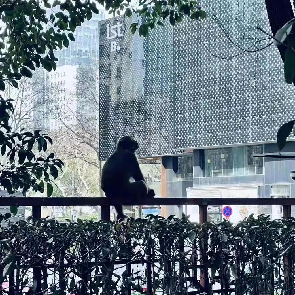 猕猴闯入南京城区“玩死”三只小猫，市民怒了：还不快抓住它 - 2