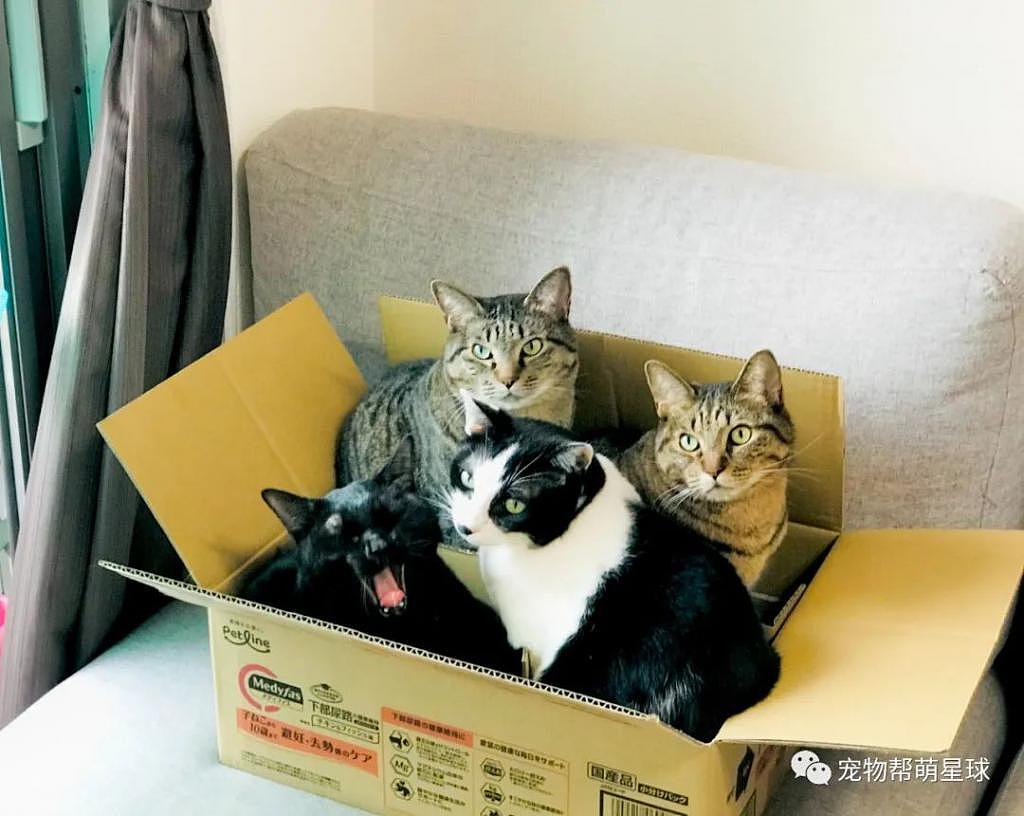 主人收拾行李箱，四只猫咪齐心霸占箱子 : 请带我们一起远走高飞 ! - 1