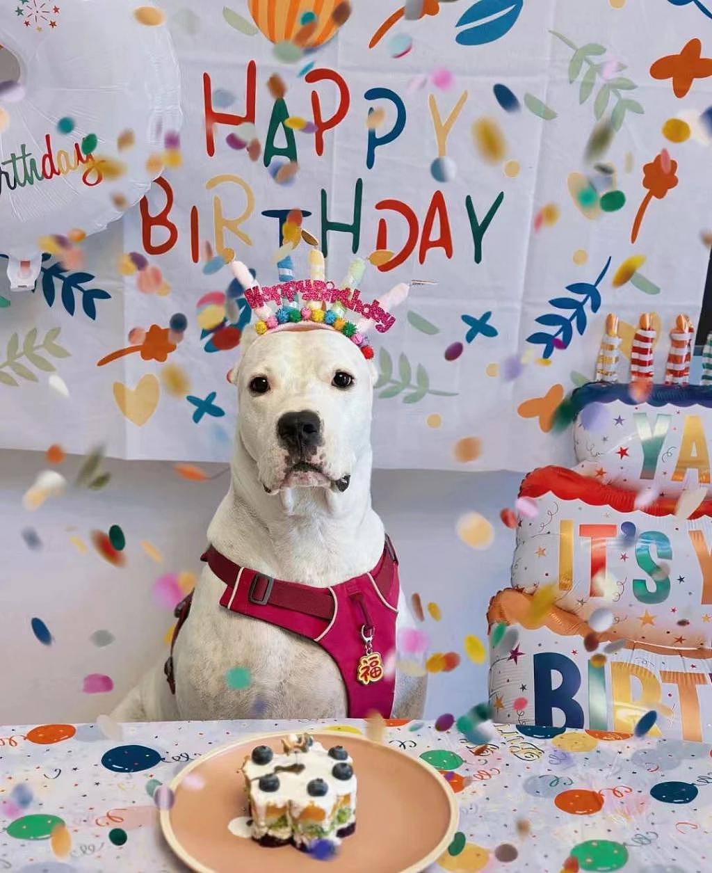 当狗狗收到专属生日小蛋糕，脸上的表情绝了 . - 3