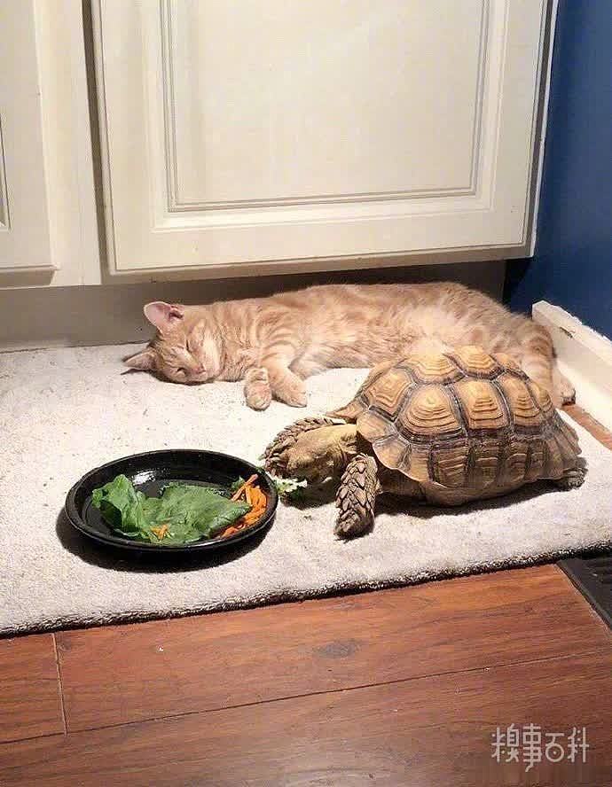 喵喵在旁边看着乌龟吃