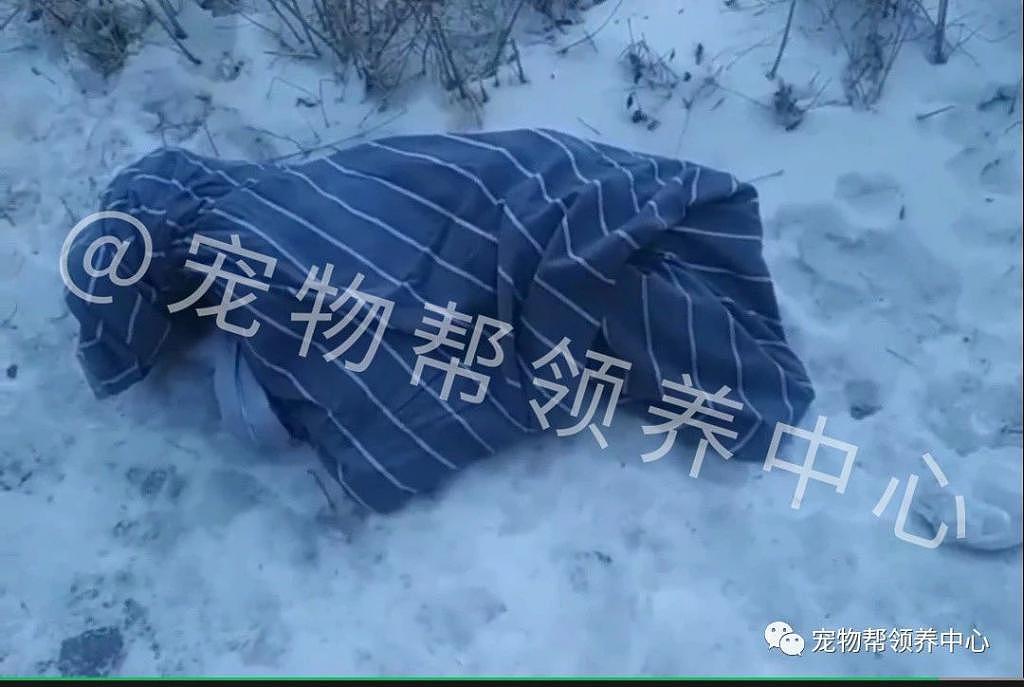 常喂的流浪狗妈妈竟被毒死，幸好找到了它的宝宝，可它们怎么生存 . - 3