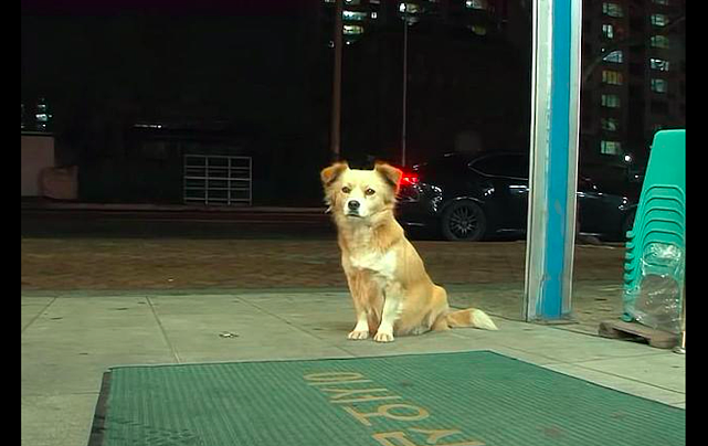 流浪狗在便利店门口蹭吃，还学会了养生，殊不知夜晚却是心碎时刻 - 1