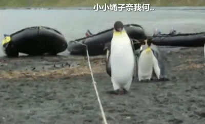企鹅群遇到一根挡路的