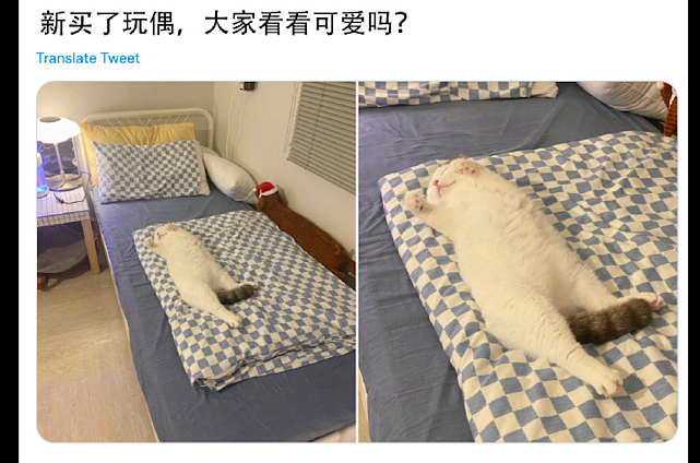 猫咪躺在主人的床上睡觉，四脚朝天躺着像个玩偶，也太可爱了吧！ - 1