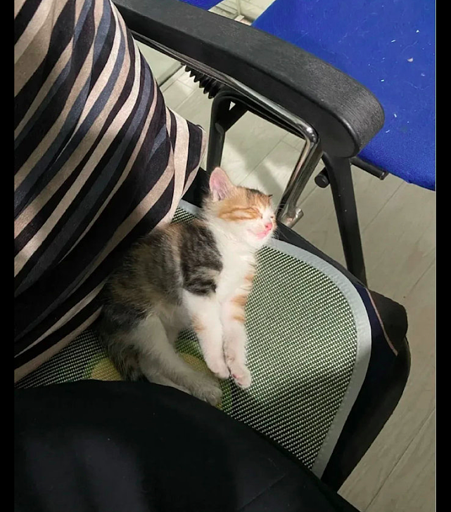 猫妈妈看到小猫在板凳上睡觉，直接把它当成了枕头，物尽其用？ - 1