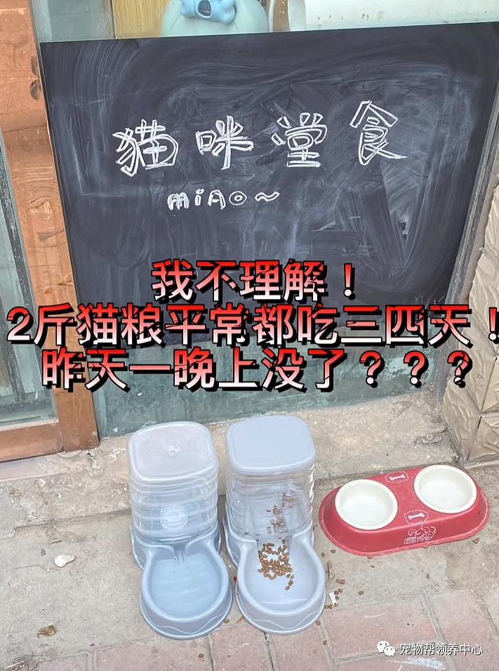 投喂流浪猫的猫粮连续 1 个月被偷，网友疑惑装监控，而真相令人愤怒又无奈 . - 1