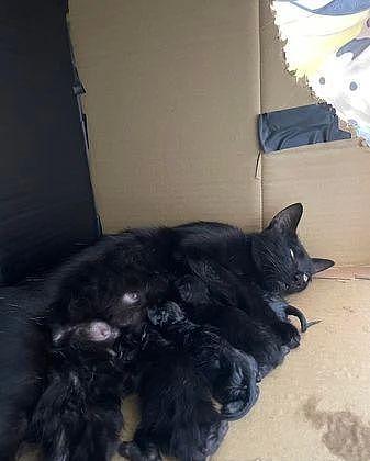 捡到瘦小的怀孕黑猫，担心它不会照顾宝宝，一看竟肥硕的像奶狗！ - 7