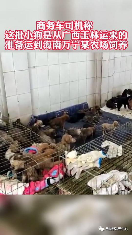 紧急扩散！500 多只小奶狗从玉林贩运到海南，3 天已饿死病死 100 多只 . - 1
