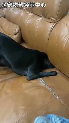 狗狗学猫钻沙发，挤半天只进去个头，网笑：固体 vs 液体吗？！ - 4