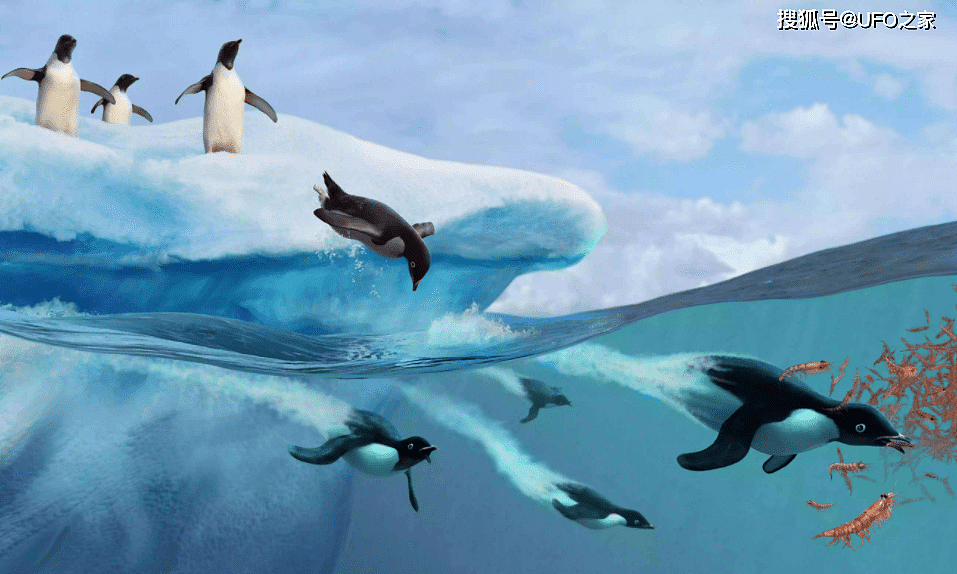 科学家：企鹅或是外星生物！粪便中有与金星大气中一样的磷化氢 - 15