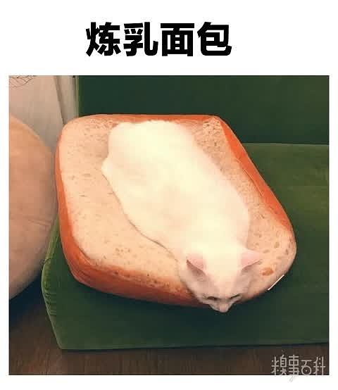 关于猫面包：