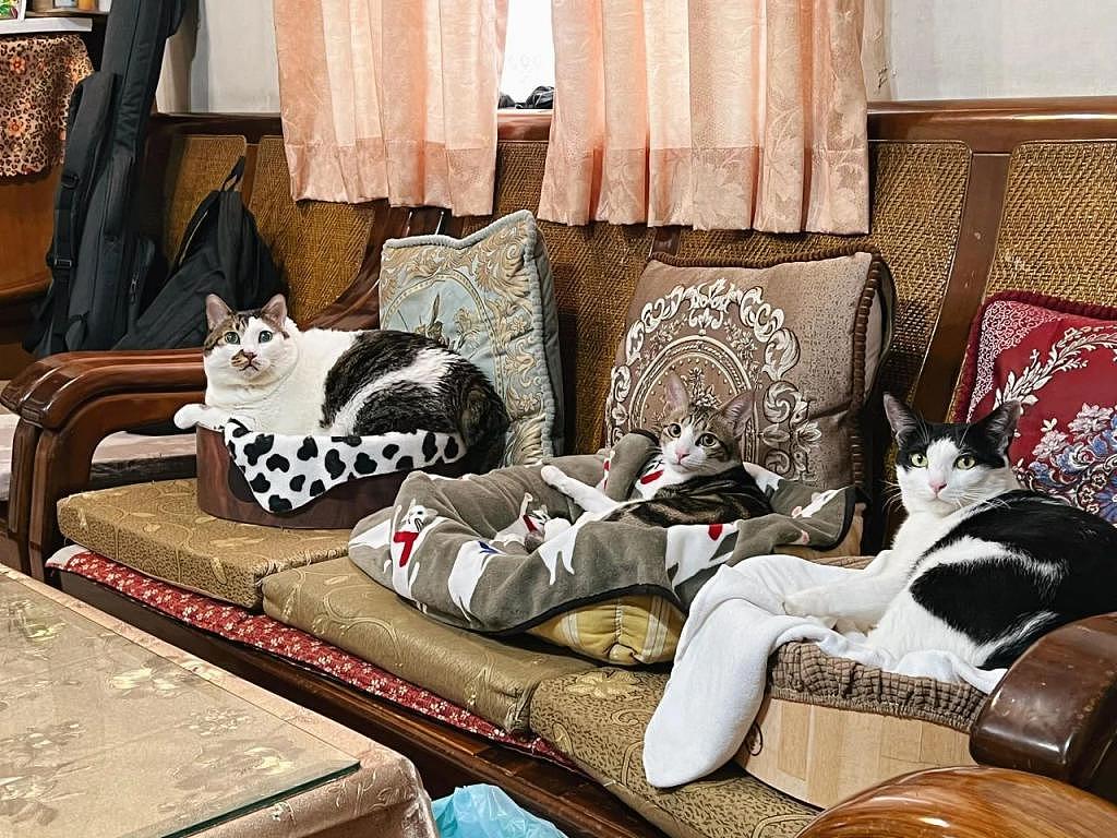 三个猫主子舒服的占满沙发，胖得溢出来，过年来了没地坐啊！ - 1