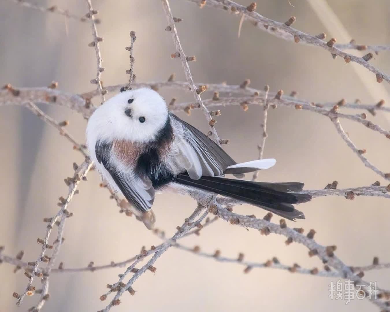 张开翅膀的雪の妖精