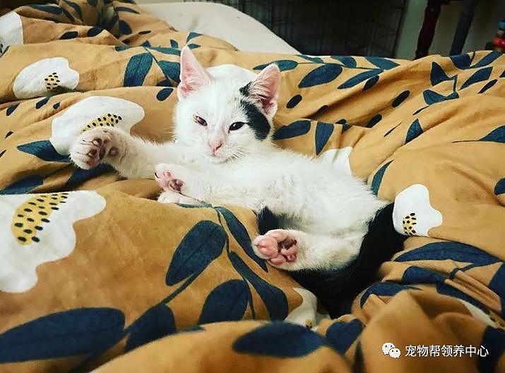 网友捡到重病的小奶猫，悉心照顾后它竟是这么窝心，又被治愈到了 - 8