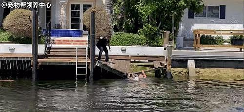 72 斤狗狗掉入水中，警员一个勇敢又暖心的举动挽救生命！ - 2