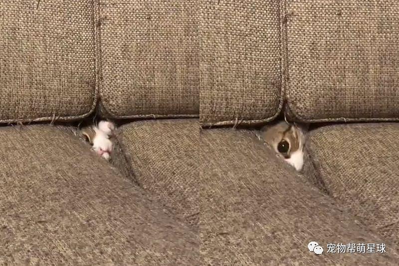猫咪藏身沙发，露出一只眼暗中观察主人，这是在完成什么秘密任务吗？ - 2