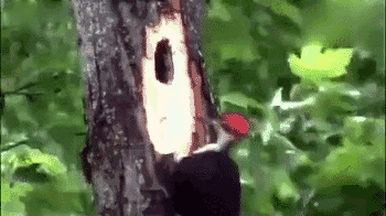 啄木鸟：树，你再忍忍