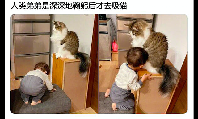 孩子在吸猫的时候，先要给它鞠个躬讲究仪式感，好有礼貌呀！ - 1
