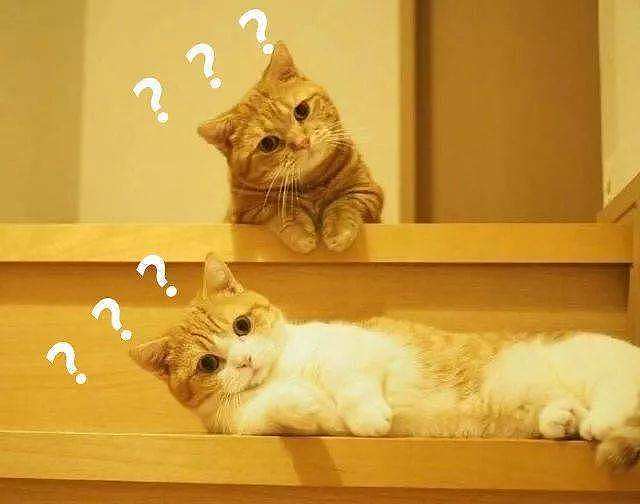 动物学家：你知道吗？猫咪能够感受到主人的“喜怒哀乐” - 5