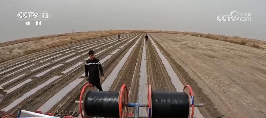 新疆巴州 320 万亩棉花播种有序展开 机械化播种率达到 100% - 2