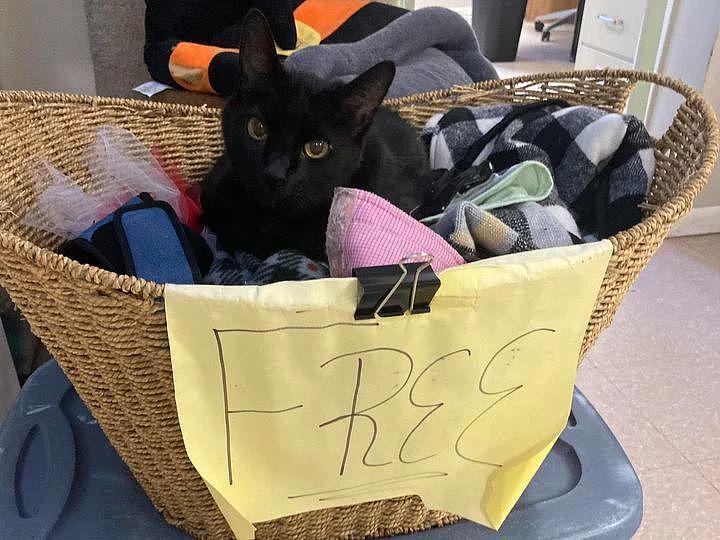 14 岁不老黑猫每天都趴衣物捐赠篮中等待，真实原因令人心酸 . - 2