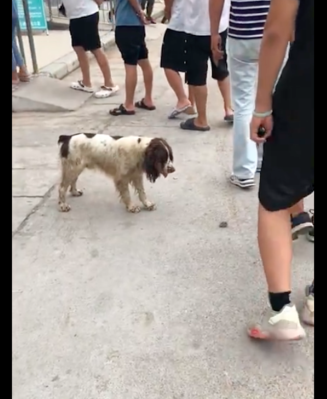 流浪狗叼着石头放在人群脚下，希望有人能够陪它玩，都是种奢望！ - 1