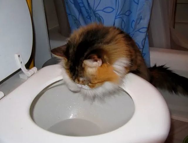 自从猫咪喝了“马桶水”，它就“上瘾了” - 4
