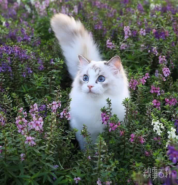 花丛中的布偶猫，摄影