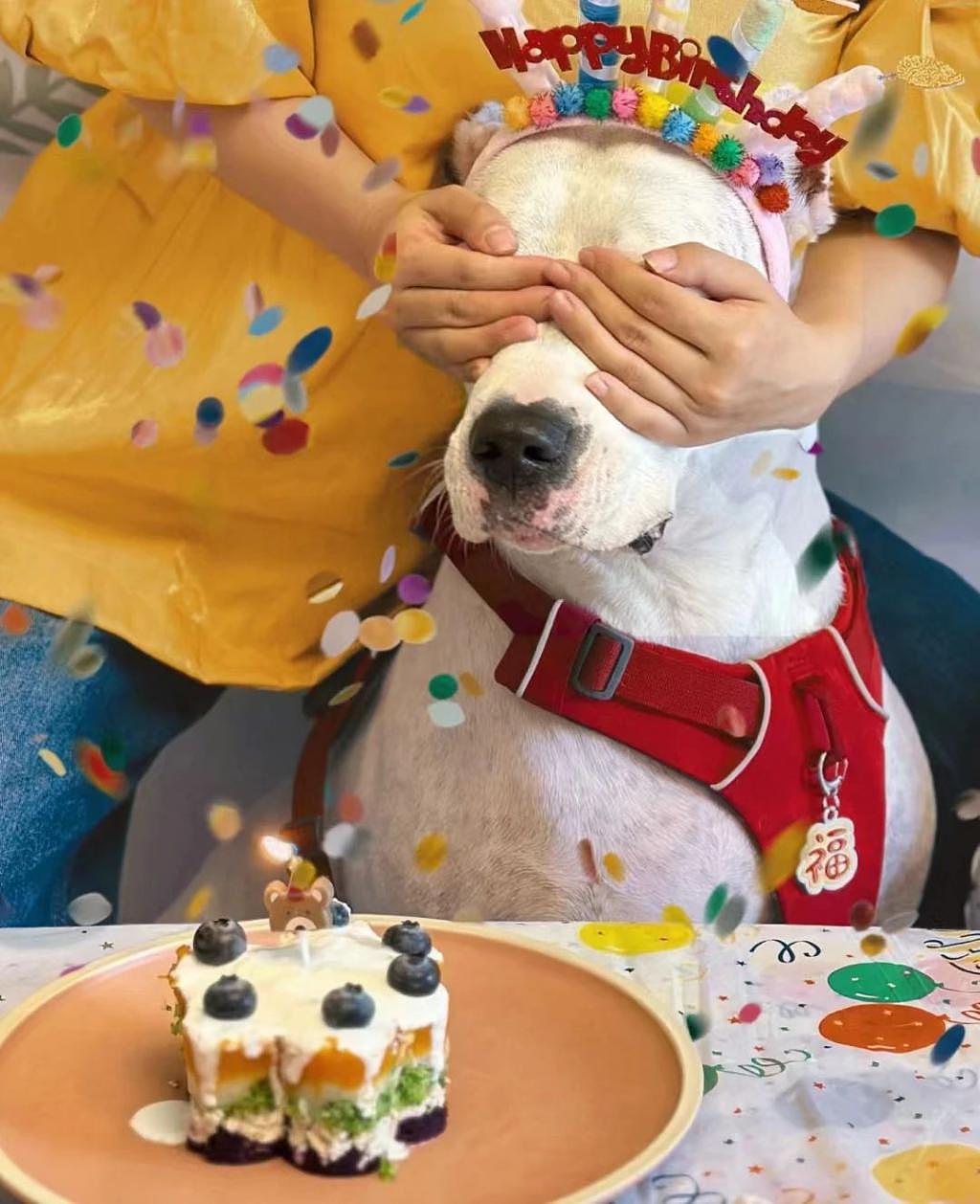 当狗狗收到专属生日小蛋糕，脸上的表情绝了 . - 1