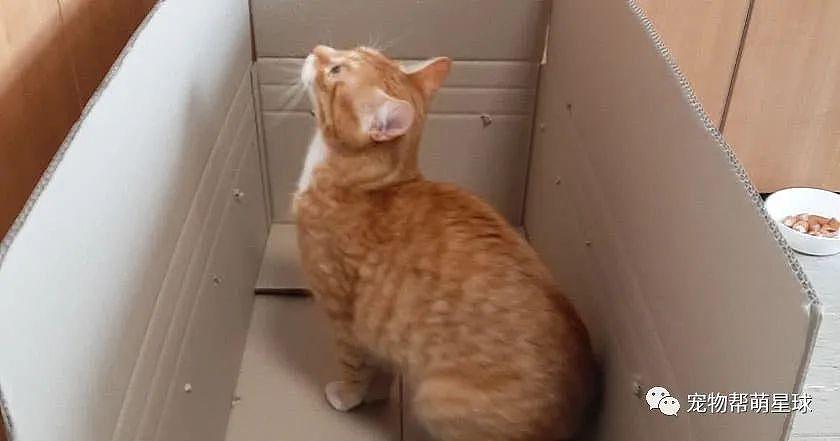 猫咪睡在快递盒里被主人误寄，被发现时已在 500 公里外…… - 3