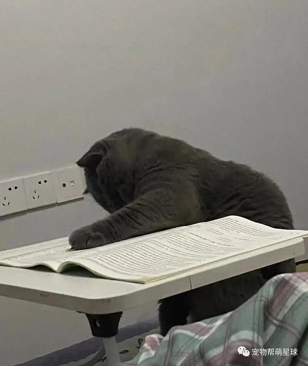 猫咪非要看书学习，但没过多久就 ... 看来不是块学习的料啊！ - 2