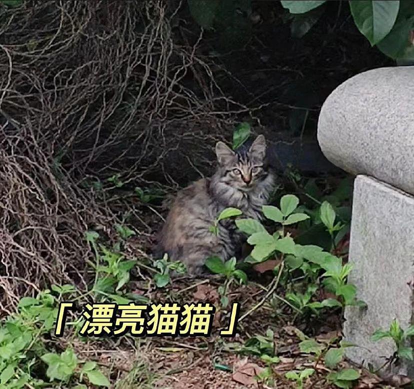 紧急扩散！有一群变态要在广州白云上大量虐杀猫咪，时间就在今晚 8 点！ - 14