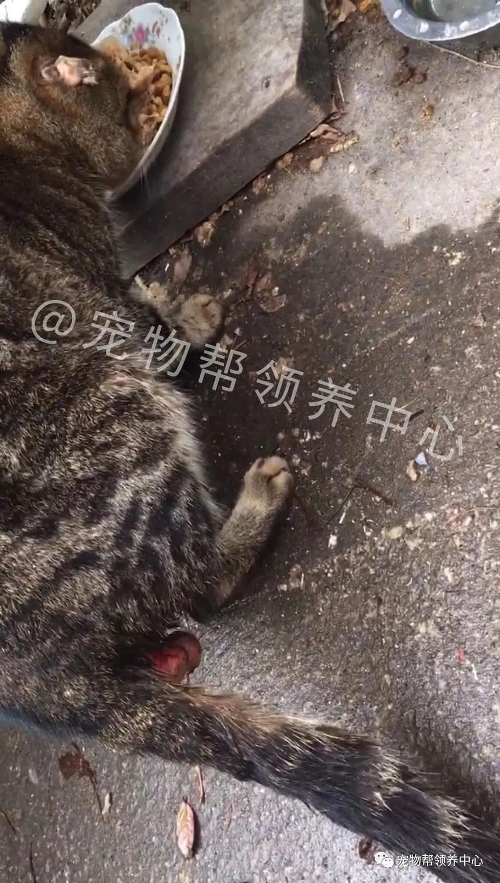 蓝猫被丢弃，无助趴在猫窝一天一夜，被救后看到它的状态惊了！ - 2