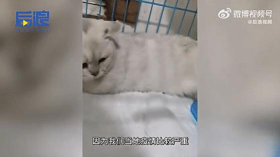 猫咪骨折后被遗弃在宠物店门口，店员将猫咪收养：善良的人就该被道德绑架？ - 13