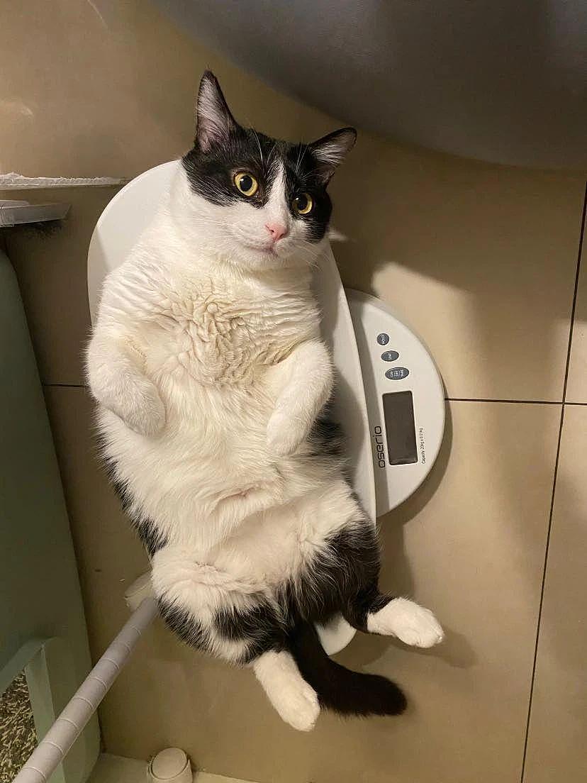 胖乎乎的奶牛猫自信上称，表情得意：妈，我都瘦了，能加餐吗！ - 2