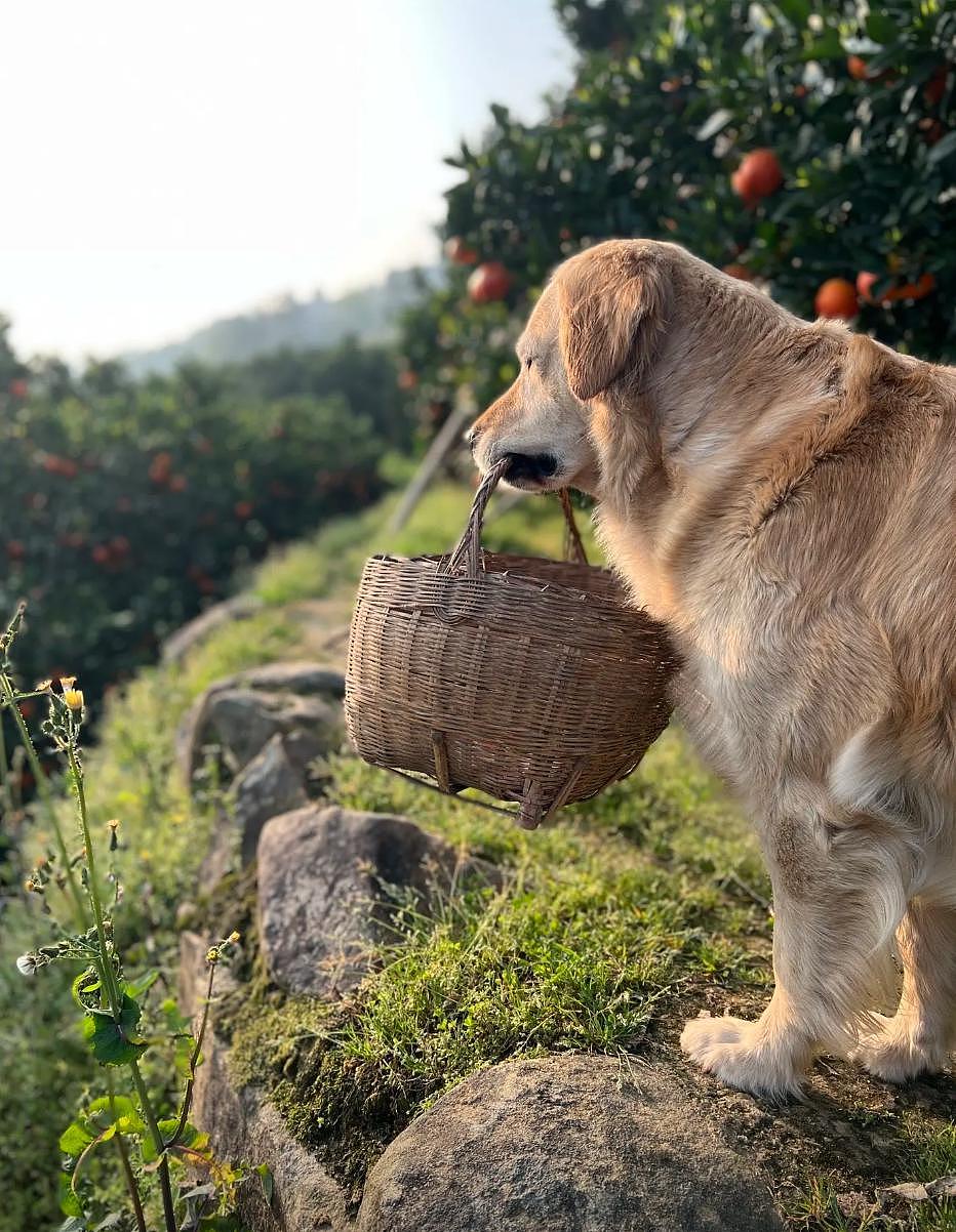 聪明狗狗帮主人摘橙子，网友争相购买，结果它却遭到了网暴… - 23