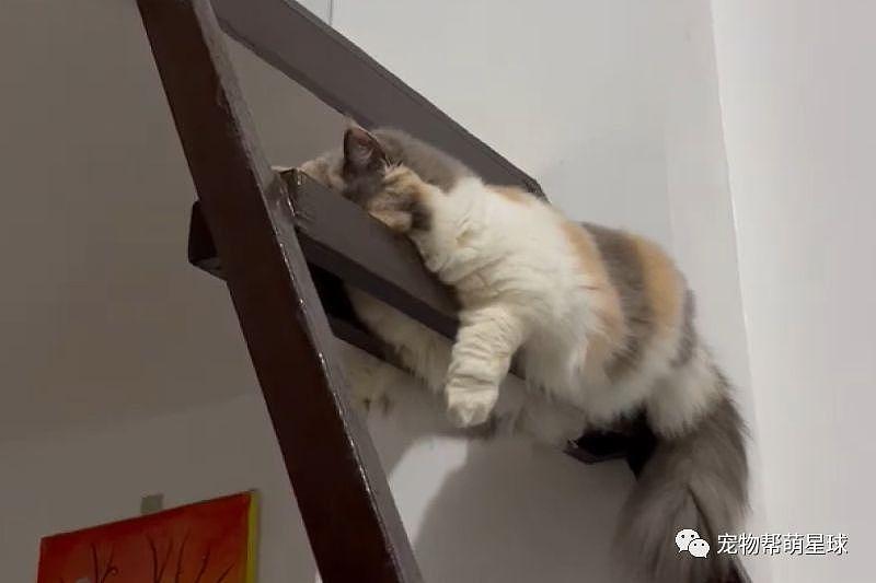 猫咪趴在楼梯上一动不动，以为睡着了，靠近一看 ... 倒吸一口凉气 ! - 1