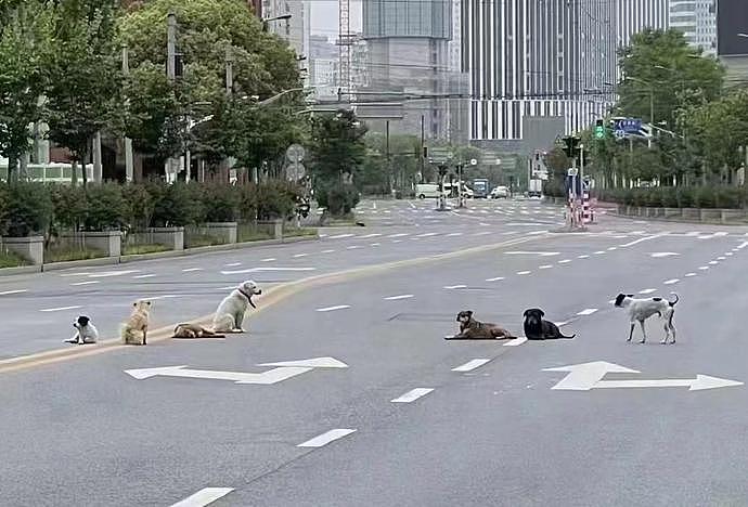 上海街头，已经被小猫小狗占领了？ - 5