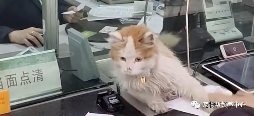 网友银行办业务，却看见窗口钻出一只猫，这是银行新业务，取猫？ - 25