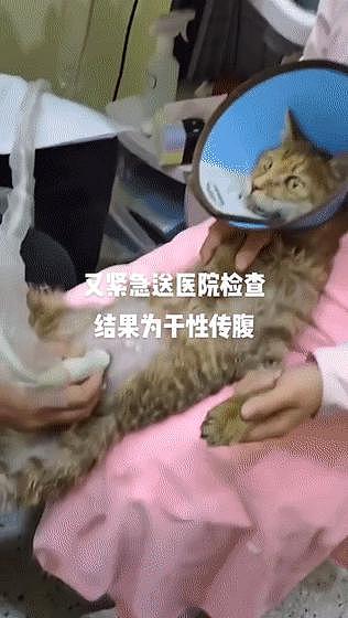 保安收养 7 只生病流浪猫上了热搜，和打死流浪狗的保安一对比，差距太大了 . - 13