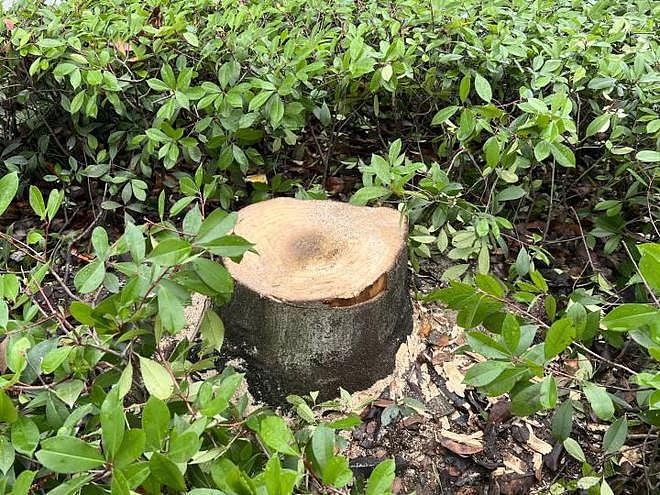 杭州小区 5 棵老树被砍 砍树人 : 补种花了八九万，很后悔 - 1