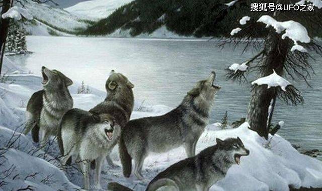 为何狼喜欢杀死同类？狼行为学专家潜入狼群13年，狼群秘密被揭开 - 4