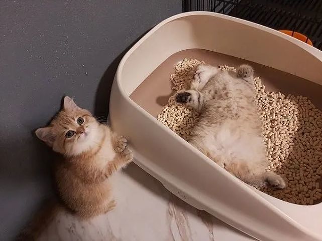 想上厕所的小奶猫，却看到同伴躺在猫砂盆睡觉…“我再憋会？” - 2